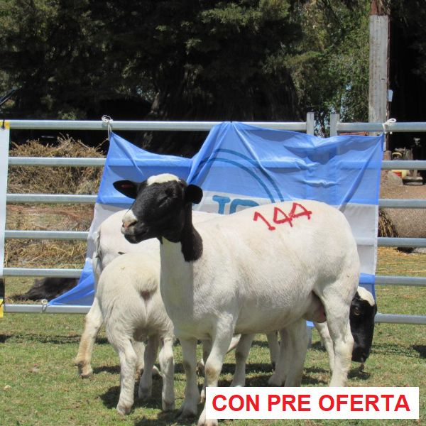 rp_144_y_118_2024880427