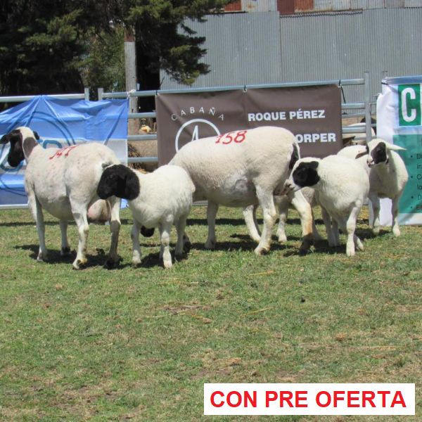 rp_158_y_141_1450422320