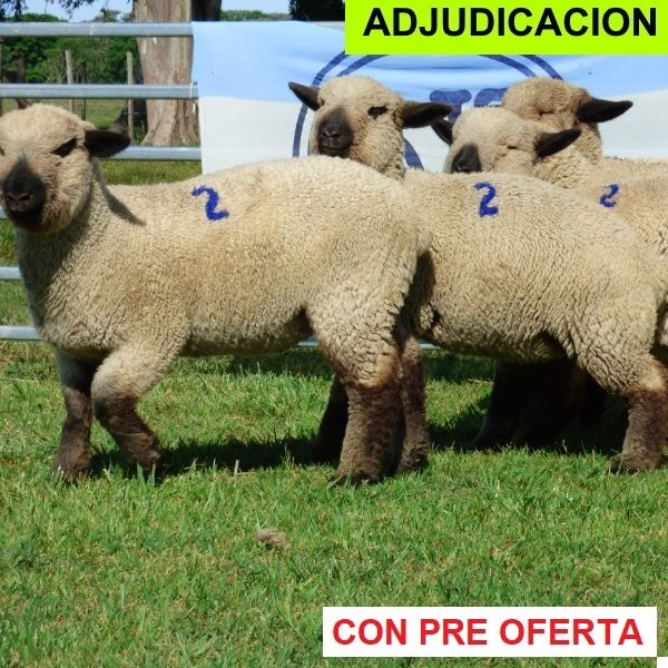 rp_2_corderas_253733218