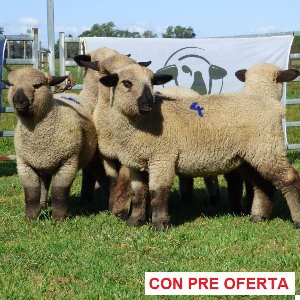 rp_4_corderas_1353801455