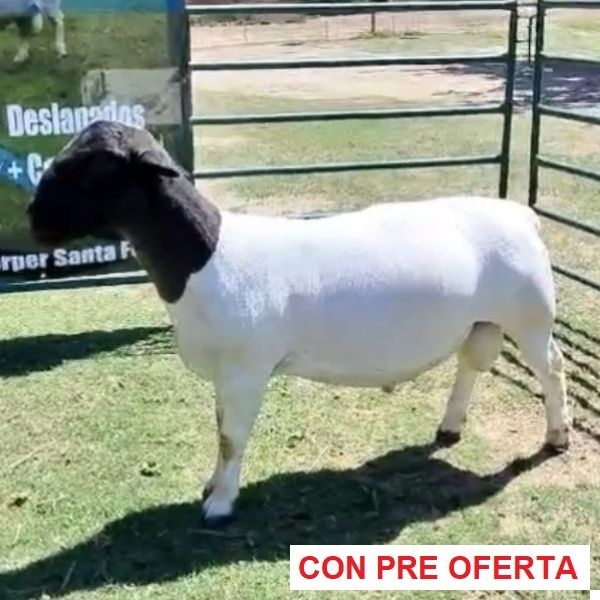 rp_58macho_1349628514